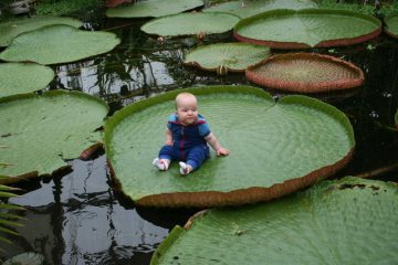 News On Topic giant-water-lily-360x240 The Largest Waterlily in Mysterious Amazon River Nature Stories 