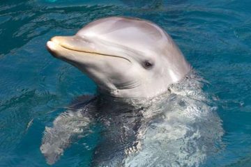 News On Topic dolphin-communication.adapt_.945.1-360x240 Smartest Animals on Our Planet Animals Nature Stories 