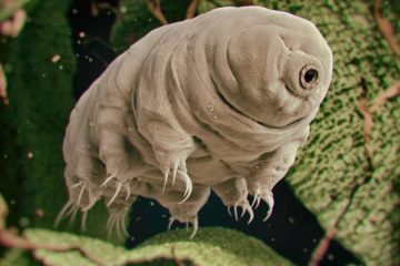 News On Topic tardigrade-360x240 Animals With Incredible Superpowers Animals Stories 