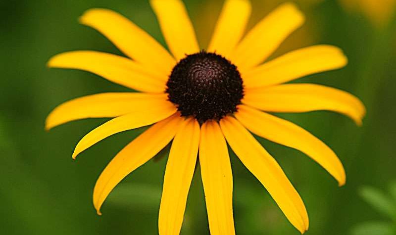 News On Topic black-eyed-susan-6-800x475 Flowers to Keep your Garden Colorful Nature Photography 