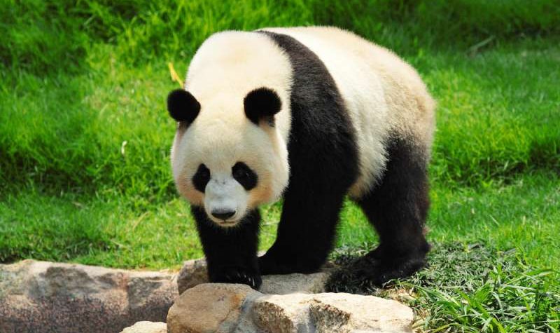 News On Topic giant-panda-shutterstock_86500690-800x475 Animals that are at the verge of extinction Animals Nature 