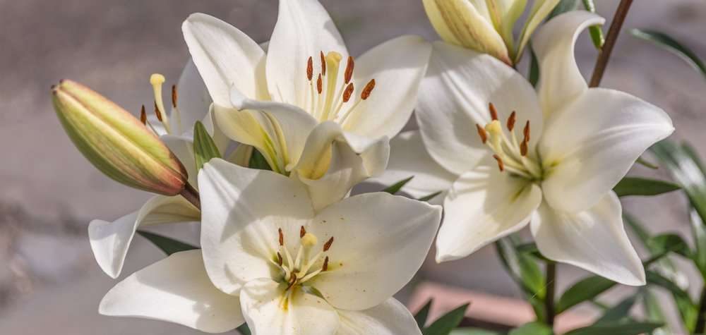 News On Topic Casablanca-Lily-1000x475 Most Beautiful Night Blooming Flowers Nature Photography 