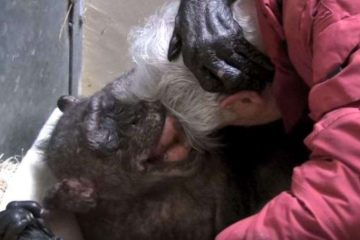 News On Topic chimpanzee3-360x240 Dying chimpanzee recognizes old human friend who cared for her Animals News Pets Stories Viral 