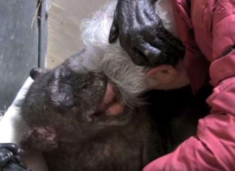 News On Topic chimpanzee3-473x345 Dying chimpanzee recognizes old human friend who cared for her Animals News Pets Stories Viral 